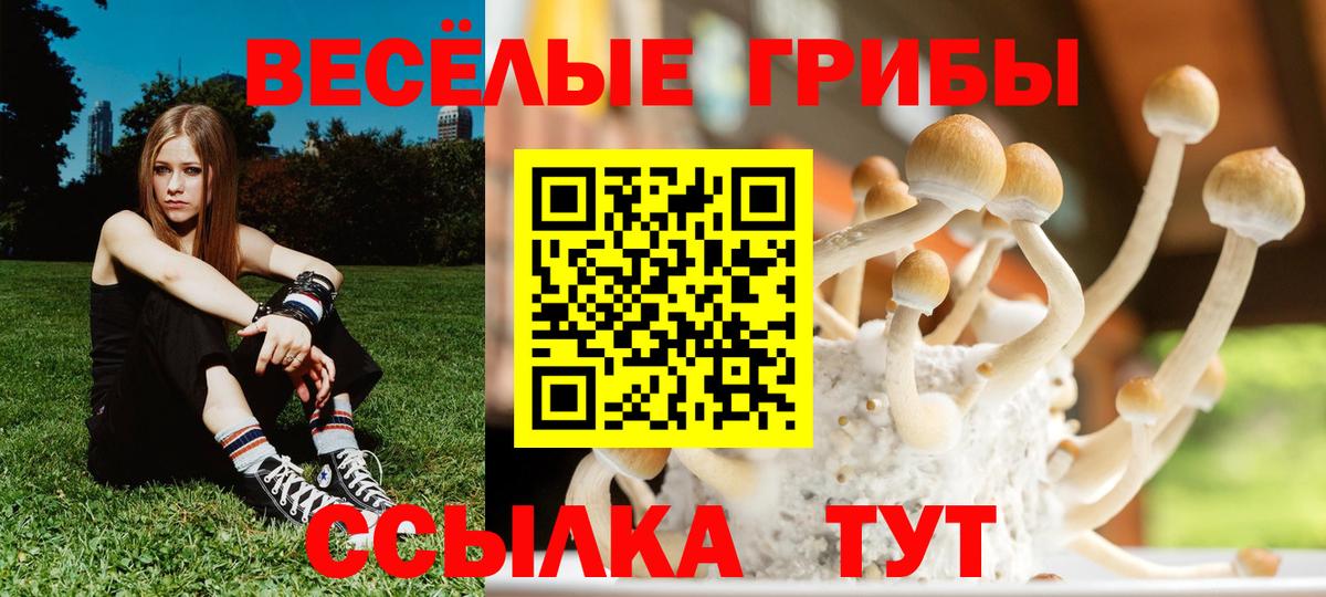Гатчина  Галлюциногенные грибы Psilocybine cubensis  Вход с VPN 